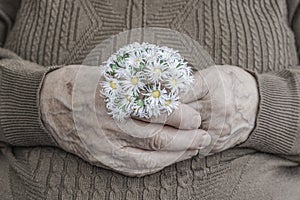 Wrinkled hand of a senior person holding flower