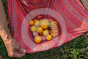Wrinkled hand of senior person holds striped apron full of yellow tomatoes