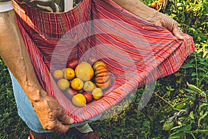 Wrinkled hands of old woman hold striped apron full of organic yellow tomatoes