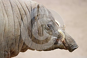 Wrinkled head of a babirusa boar pig with long curved canine tusks