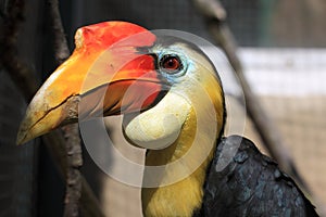 Wrinkled hornbill