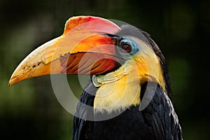 Wrinkled Hornbill, Aceros corrugantus, detail portrait of beautiful forest bird from Thailand Malaysia. Big bill bird with yellow photo