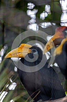 Wrinkled Hornbill (Aceros corrugatus) Outdoors