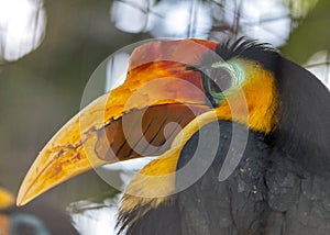 Wrinkled Hornbill (Aceros corrugatus) Outdoors