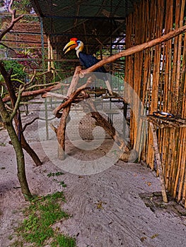 Wrinkled Hornbill (Aceros Corrugatus) at the zoo