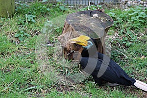 Wrinkled hornbill on ground eating fungi off tree stump