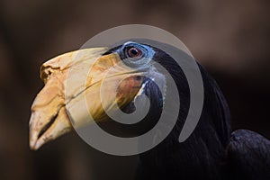 Wrinkled Hornbill portrait in nature