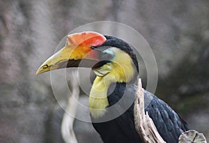 Wrinkled hornbill, Rhabdotorrhinus corrugatus