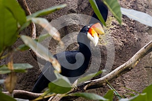 Wrinkled hornbill (Rhabdotorrhinus corrugatus