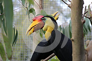 Wrinkled hornbill side on profile