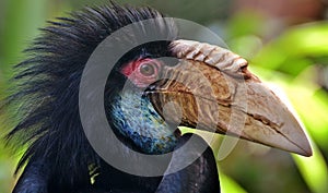 Wrinkled Hornbill or Sunda Wrinkled Hornbill (Aceros corrugatus)