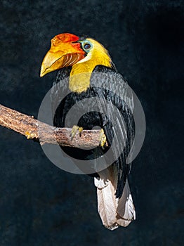 Wrinkled Hornbill, Sunda Wrinkled Hornbill or Aceros Corrugatus sitting on a branch