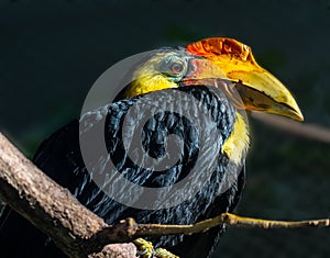 Wrinkled Hornbill, Sunda Wrinkled Hornbill or Aceros Corrugatus in a tree sitting on a branch