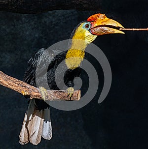 Wrinkled Hornbill, Sunda Wrinkled Hornbill or Aceros Corrugatus in a tree sitting on a branch