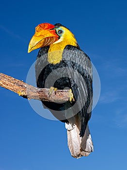 Wrinkled Hornbill, Sunda Wrinkled Hornbill or Aceros Corrugatus in a tree sitting on a branch