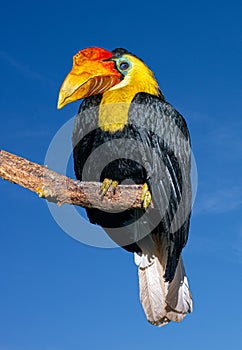 Wrinkled Hornbill, Sunda Wrinkled Hornbill or Aceros sitting on a branch