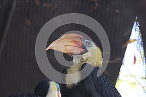 Wrinkled hornbilll Rhabdotorrhinus corrugatus 4