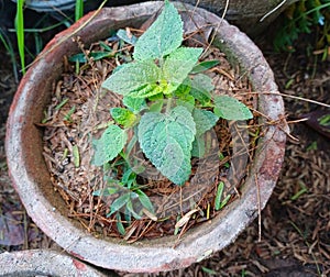 wrinkled leaf isoden rugosus in pot