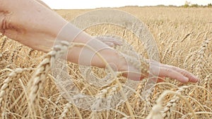 Wrinkled old hands of an elderly woman stroking and touching ears of ripe wheat in field at sunset, food industry concept