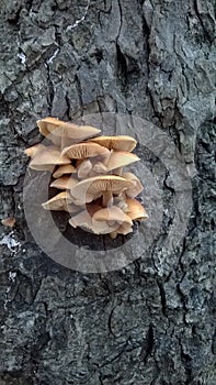 Wrinkled Peach Mushroom