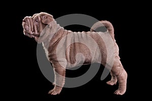 Wrinkled Puppy