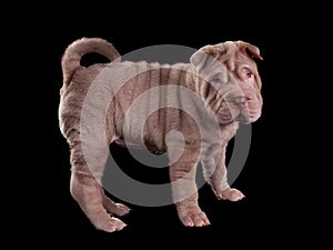 Wrinkled sharpei puppy standing