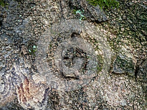 Wrinkled structure of tree bark. Tree trunk background. Natural material close up