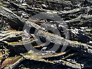 The bark of the tree