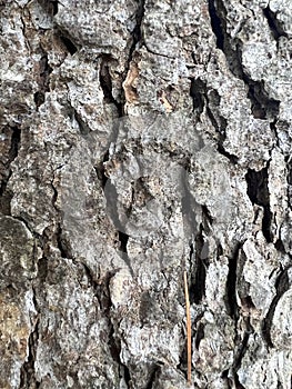 wrinkled tree bark pattern