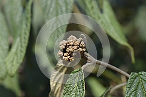 Wrinkled viburnum