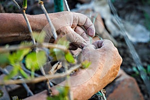 Arrugado en negocios manos de más viejo jardinero vinculante enredadera 