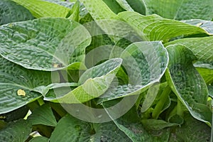 Wrinkles and Crinkles Green Hosta Leaves photo