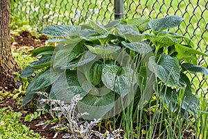 Wrinkles and Crinkles Hosta with Dusty Miller in Front photo