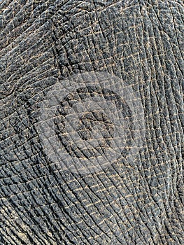 Wrinkles On Elephant Skin