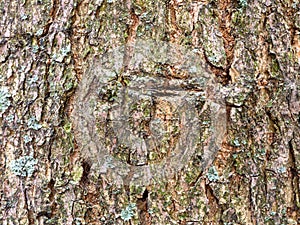 Wrinkly bark on mature trunk of ash tree close up