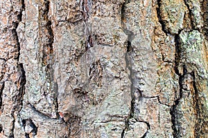 Wrinkly bark on mature trunk of oak tree close up