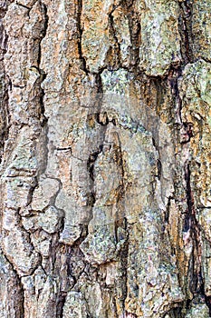 Wrinkly bark on old trunk of oak tree close up