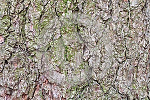 Wrinkly bark on old trunk of pine tree close up