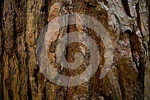 Wrinkly bark of Pinus sylvestris. A split surface of pine tree rind with streaks. Close-up photo.