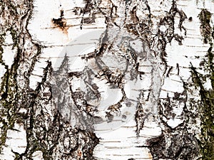 Wrinkly bark on trunk of birch tree close up