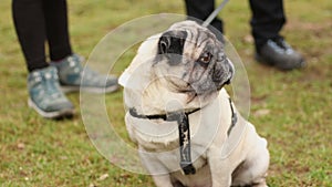 Wrinkly fawn pug sitting on leash and looking around attentively, dog breeding
