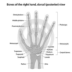Bones of the right hand, dorsal (posterior) view photo