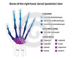 Bones of the right hand, dorsal (posterior) view. photo