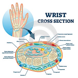Wrist cross section educational anatomy structure scheme vector illustration photo
