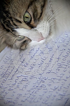 Writers Cat