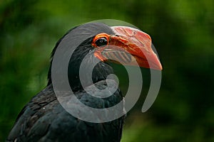 Writhed Hornbill, Aceros leucocephalus, detail portrait of beautiful forest bird from Thailand, Indonesia and Malaysia. Bill bird