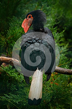 Writhed Hornbill, Aceros leucocephalus, detail portrait of beautiful forest bird from Thailand, Indonesia and Malaysia. Bill bird