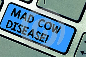 Writing note showing Mad Cow Disease. Business photo showcasing Neurodegenerative lethal disease contagious eating meat