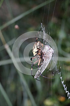 Writing Spider