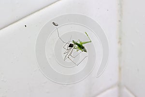 Writing Spider stunning a giant grasshopper after spinning its